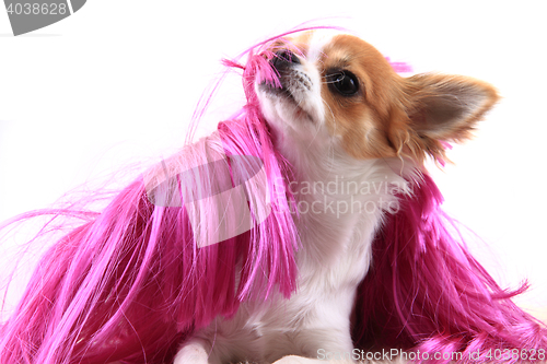 Image of chihuahua is resting in fashion model