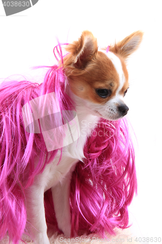 Image of chihuahua is resting in fashion model