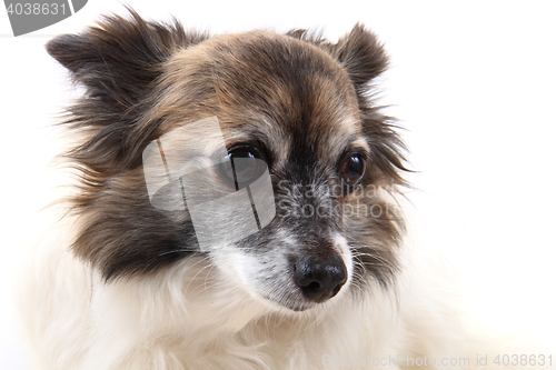 Image of head of sweet chihuahua