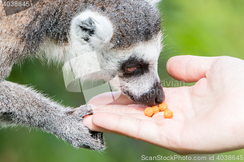 Image of Lemur with human hand - Selective focus