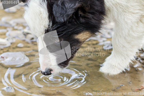 Image of Small Border Collie puppy on a farm, drinking from a pool