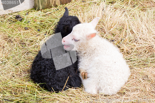 Image of Little newborn lambs resting on the grass - Black and white