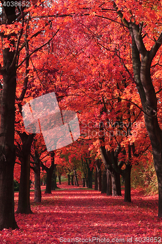 Image of nice autumn park 