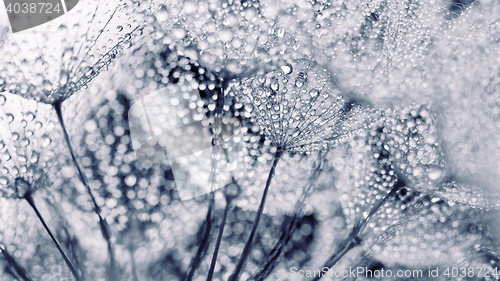 Image of Plant seeds with water drops