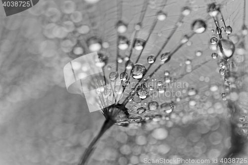 Image of Plant seeds with water drops