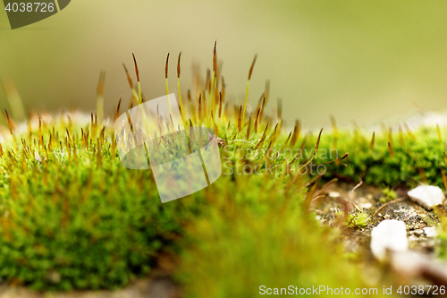 Image of Green moss