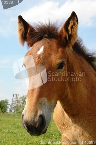 Image of Horse Portrait