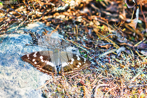 Image of Butterfly Sitting On A Stone