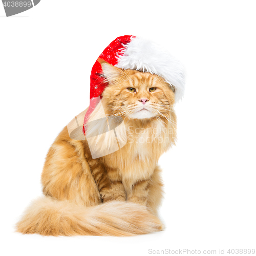 Image of Big ginger cat in christmas hat