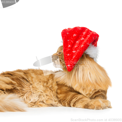 Image of Big ginger cat in christmas hat