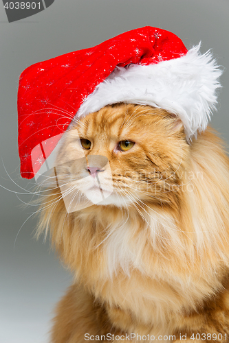 Image of Big ginger cat in christmas hat