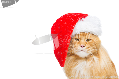 Image of Big ginger cat in christmas hat