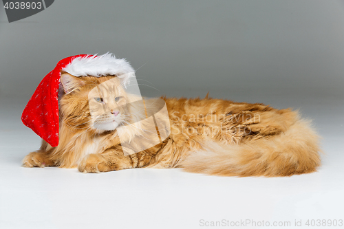 Image of Big ginger cat in christmas hat