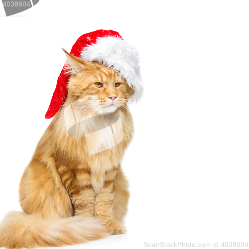 Image of Big ginger cat in christmas hat