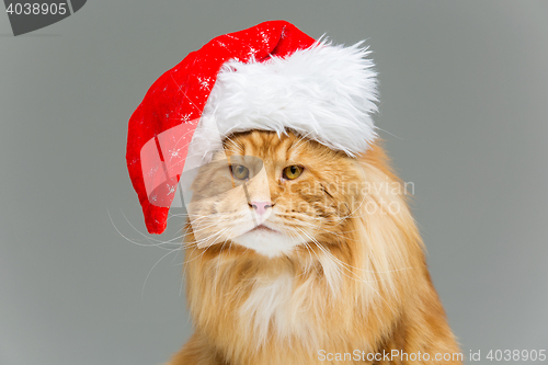 Image of Big ginger cat in christmas hat