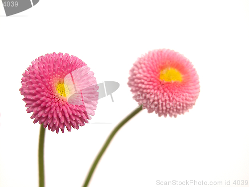 Image of daisy
