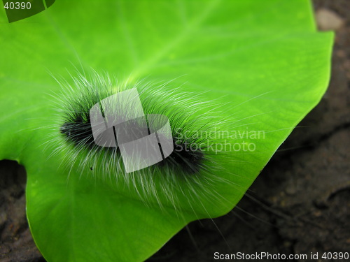 Image of black&white worm on green leaf