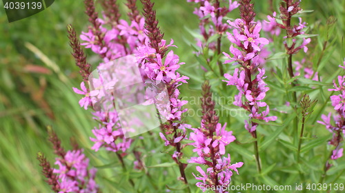 Image of  flower purple grass crybaby