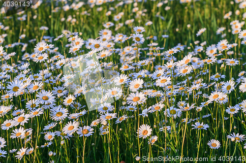 Image of Wild chamomile flowers on a field on a sunny day.