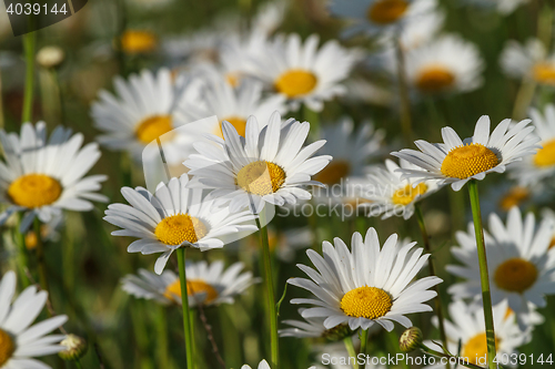 Image of field daisy closeup