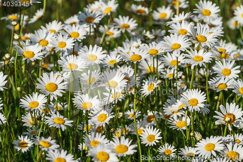 Image of field daisy closeup