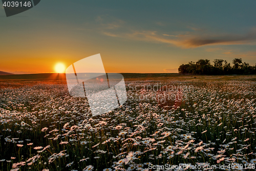 Image of Sunset over a field of chamomile