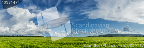 Image of Panorama ripening wheat field