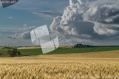 Image of Panorama ripening wheat field