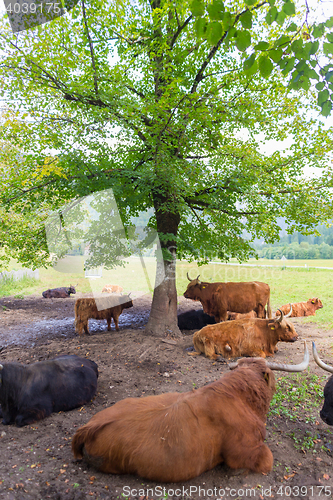 Image of Heard of red haired Scottish highlander cows resting.