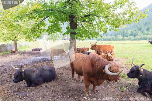 Image of Red haired Scottish highlander cows.