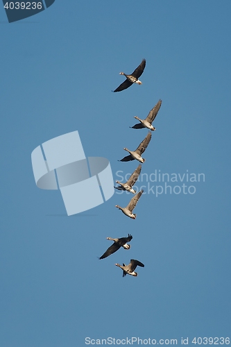 Image of Geese Flying Up