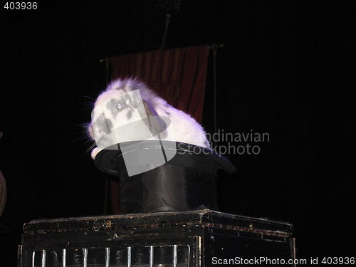 Image of Rabbit resting in the hat