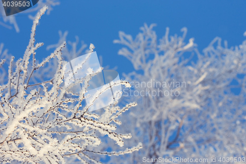 Image of Winter tree in a field with blue sky
