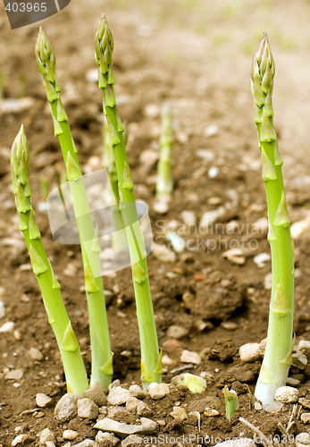 Image of asparagus