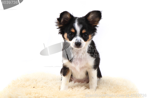 Image of chihuahua is resting