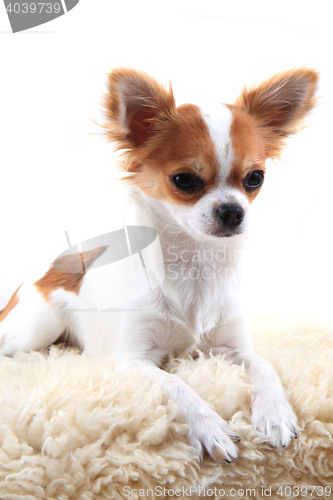 Image of chihuahua is resting