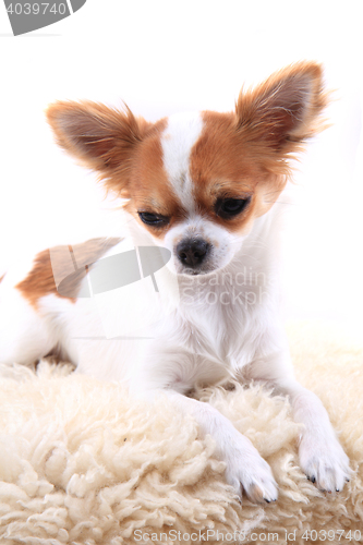 Image of chihuahua is resting