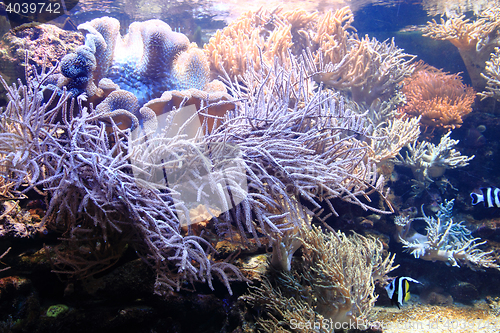 Image of coral sea background