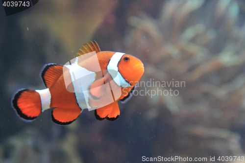 Image of clown fish nemo