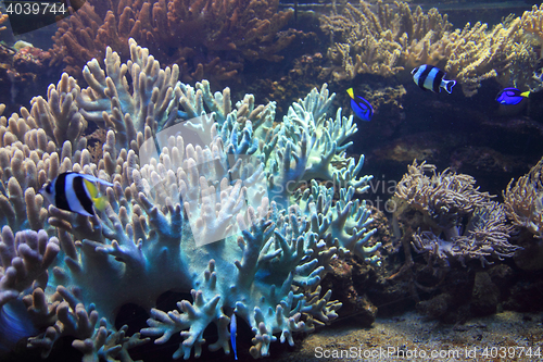 Image of coral sea background