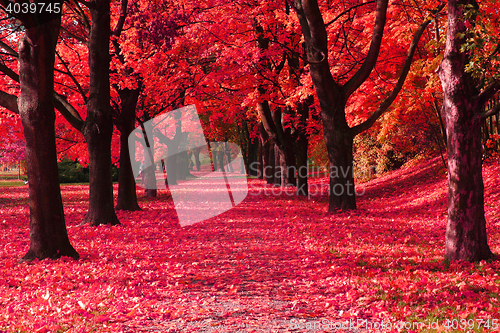 Image of nice autumn park 