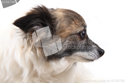 Image of head of sweet chihuahua