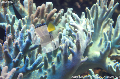 Image of coral sea background