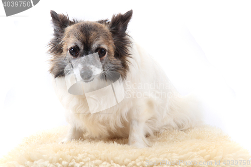 Image of chihuahua is resting