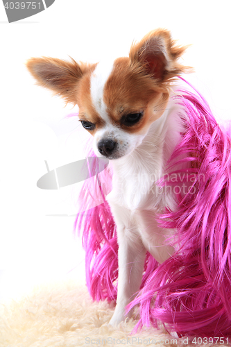 Image of chihuahua is resting in fashion model