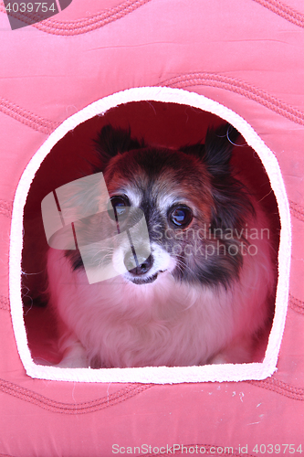 Image of chihuahua is resting