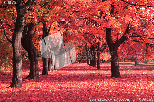 Image of nice autumn park 