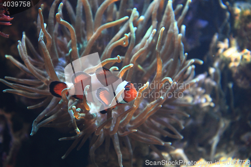 Image of clown fish nemo