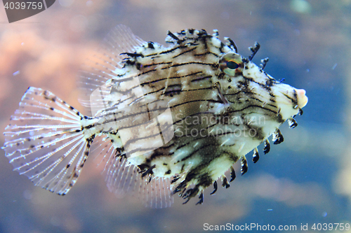 Image of exotic coral fish