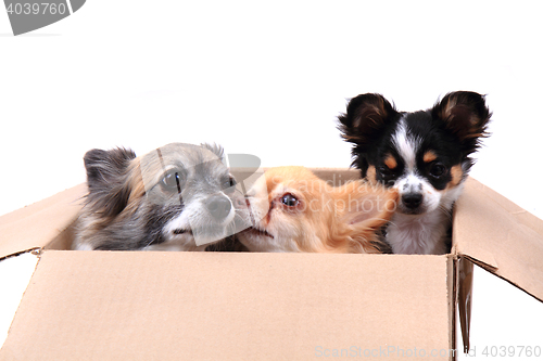 Image of three chihuahua in the paper box